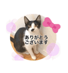 Ohana  猫がいっぱい キラキラバージョン（個別スタンプ：13）