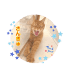 Ohana  猫がいっぱい キラキラバージョン（個別スタンプ：14）