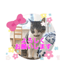 Ohana  猫がいっぱい キラキラバージョン（個別スタンプ：15）