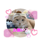 Ohana  猫がいっぱい キラキラバージョン（個別スタンプ：16）