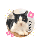 Ohana  猫がいっぱい キラキラバージョン（個別スタンプ：17）