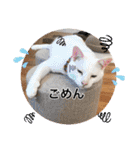 Ohana  猫がいっぱい キラキラバージョン（個別スタンプ：19）