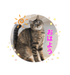 Ohana  猫がいっぱい キラキラバージョン（個別スタンプ：20）