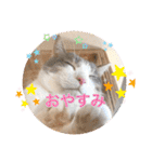 Ohana  猫がいっぱい キラキラバージョン（個別スタンプ：21）
