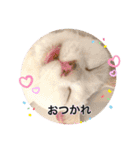 Ohana  猫がいっぱい キラキラバージョン（個別スタンプ：22）