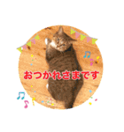 Ohana  猫がいっぱい キラキラバージョン（個別スタンプ：23）