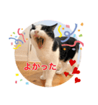 Ohana  猫がいっぱい キラキラバージョン（個別スタンプ：24）