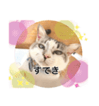 Ohana  猫がいっぱい キラキラバージョン（個別スタンプ：26）