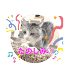Ohana  猫がいっぱい キラキラバージョン（個別スタンプ：27）