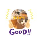 Ohana  猫がいっぱい キラキラバージョン（個別スタンプ：29）