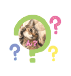 Ohana  猫がいっぱい キラキラバージョン（個別スタンプ：30）
