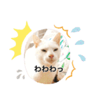 Ohana  猫がいっぱい キラキラバージョン（個別スタンプ：33）