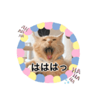 Ohana  猫がいっぱい キラキラバージョン（個別スタンプ：34）