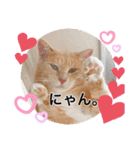 Ohana  猫がいっぱい キラキラバージョン（個別スタンプ：36）