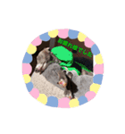 イタグレ 楽（らく）（個別スタンプ：6）