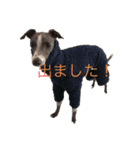 イタグレ 楽（らく）（個別スタンプ：11）