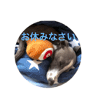 イタグレ 楽（らく）（個別スタンプ：17）