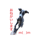 イタグレ 楽（らく）（個別スタンプ：19）