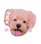 My name is Nana.♡toy poodle（個別スタンプ：1）