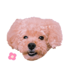 My name is Nana.♡toy poodle（個別スタンプ：2）