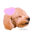 My name is Nana.♡toy poodle（個別スタンプ：3）