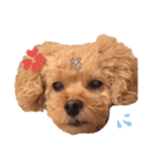 My name is Nana.♡toy poodle（個別スタンプ：4）