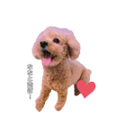My name is Nana.♡toy poodle（個別スタンプ：5）