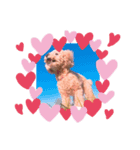 My name is Nana.♡toy poodle（個別スタンプ：6）