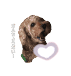 My name is Nana.♡toy poodle（個別スタンプ：8）