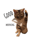 RINTARO ねこ可愛ぇぇ（個別スタンプ：1）