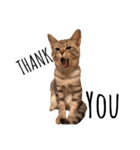RINTARO ねこ可愛ぇぇ（個別スタンプ：7）