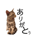 RINTARO ねこ可愛ぇぇ（個別スタンプ：9）