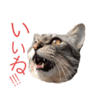 RINTARO ねこ可愛ぇぇ（個別スタンプ：10）