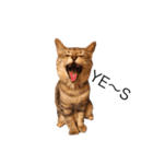 RINTARO ねこ可愛ぇぇ（個別スタンプ：11）