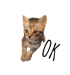 RINTARO ねこ可愛ぇぇ（個別スタンプ：13）