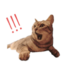 RINTARO ねこ可愛ぇぇ（個別スタンプ：15）