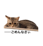 RINTARO ねこ可愛ぇぇ（個別スタンプ：18）