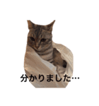 RINTARO ねこ可愛ぇぇ（個別スタンプ：20）