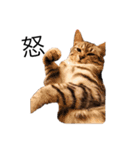 RINTARO ねこ可愛ぇぇ（個別スタンプ：21）