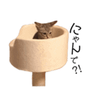 RINTARO ねこ可愛ぇぇ（個別スタンプ：23）
