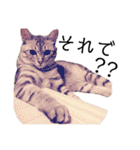 RINTARO ねこ可愛ぇぇ（個別スタンプ：24）