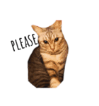 RINTARO ねこ可愛ぇぇ（個別スタンプ：29）