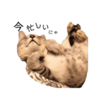 RINTARO ねこ可愛ぇぇ（個別スタンプ：32）