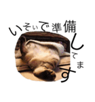 RINTARO ねこ可愛ぇぇ（個別スタンプ：34）