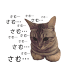 RINTARO ねこ可愛ぇぇ（個別スタンプ：38）