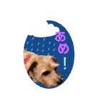 テンたんのつぶやき  その①（個別スタンプ：15）