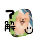 わんこのいる生活（個別スタンプ：6）