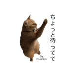 うちのNYANKO 6 先輩に使える（個別スタンプ：1）
