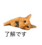 うちのNYANKO 6 先輩に使える（個別スタンプ：3）
