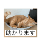うちのNYANKO 6 先輩に使える（個別スタンプ：4）